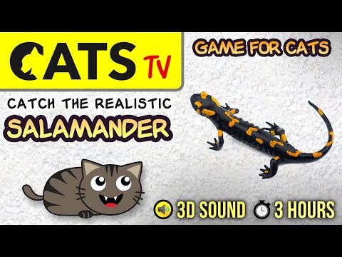 GAME FOR CATS - Realistic Salamander 🦎 3 HOURS [CATS TV]