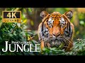 Primeval Jungle Biomes 4K 🌴 Captivating Natural Diversity with Piano Music for Restorative Sleep