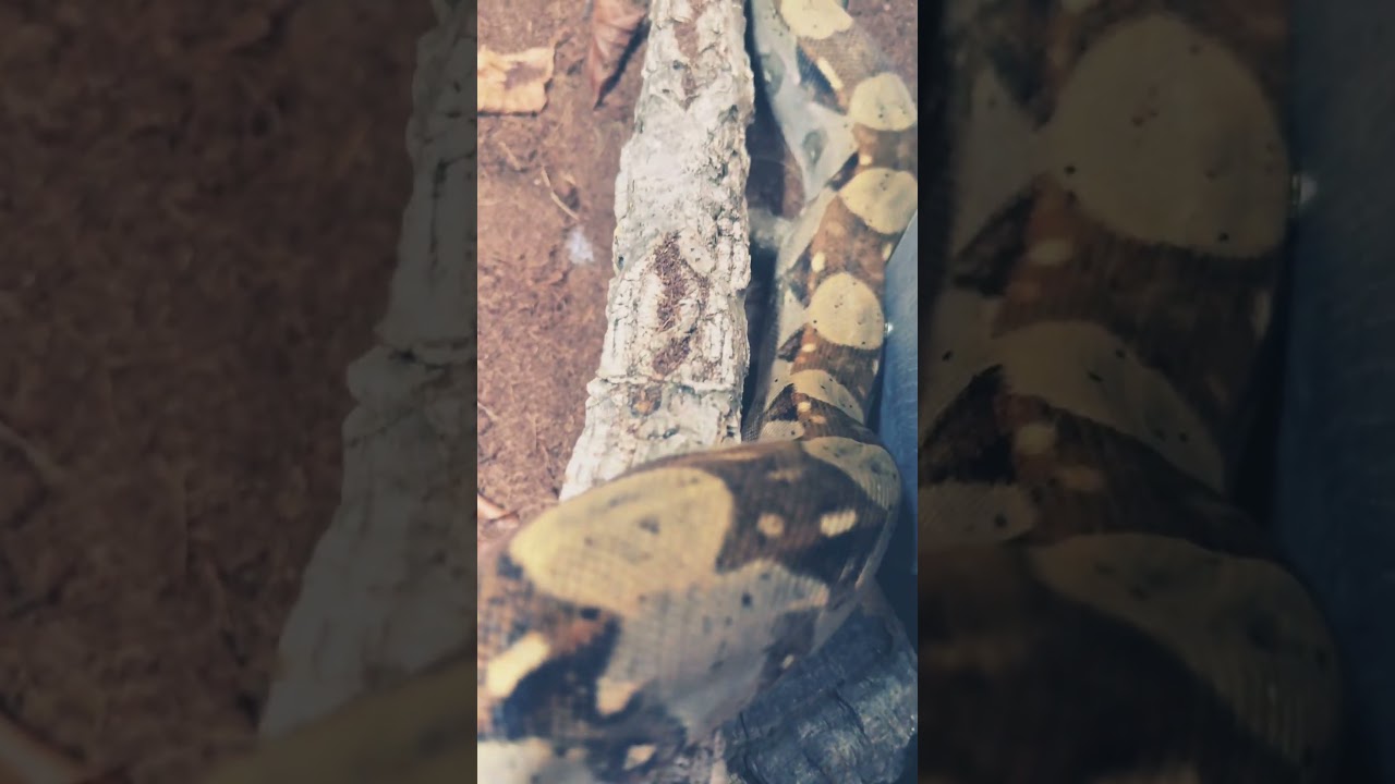 Best snake in the world! #snake #reptiles #pets #wildlife #snakes #exotic #fyp #shorts #wildlife