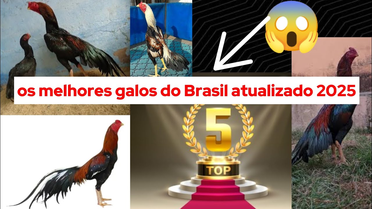 Os melhores galos do Brasil atualizado 2025 