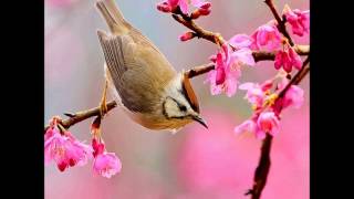 Nergi̇s Çi̇çeği̇m Selami̇ Tiraşlar