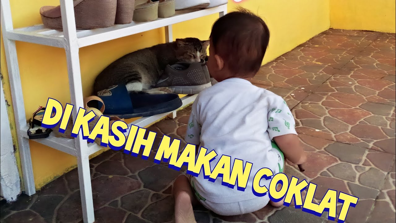 TIDUR DI  RAK  SEPATU  SI KUCING PULES BANGET TIDURNYA 