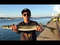 GEELONG CUNNINGHAM PIER FISHING MONSTER SNOOK AND WHITING