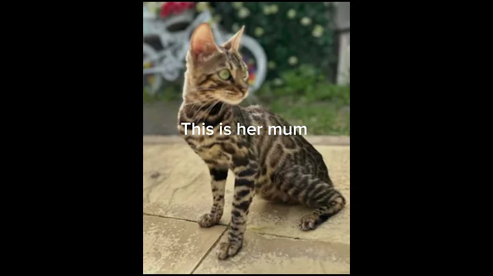 Video 8377761: bengal mix kitten, bengal mix cat, bengal cat mating, bengal litter