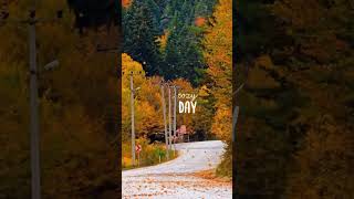 Yapraklar Düşünürken Sizin Aklınıza Ne Geliyor? Resimi