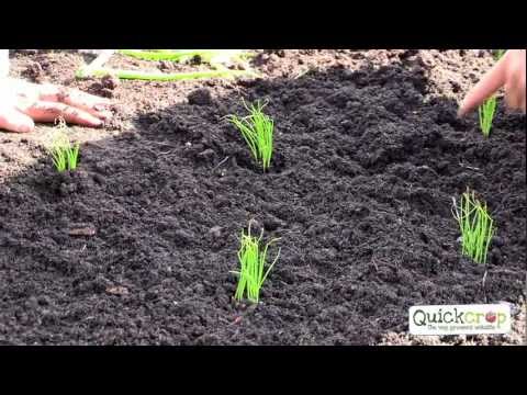 Video: How To Properly Process And Plant Onions In Spring