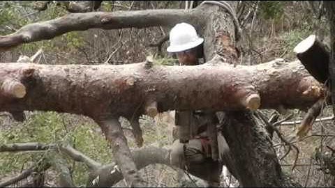 Dismantling a Fallen Tree - Prune Like a Pro