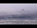 Swan in Sea Smoke in Subzero Weather on Lake Superior