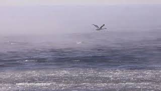 Swan in Sea Smoke in Subzero Weather on Lake Superior