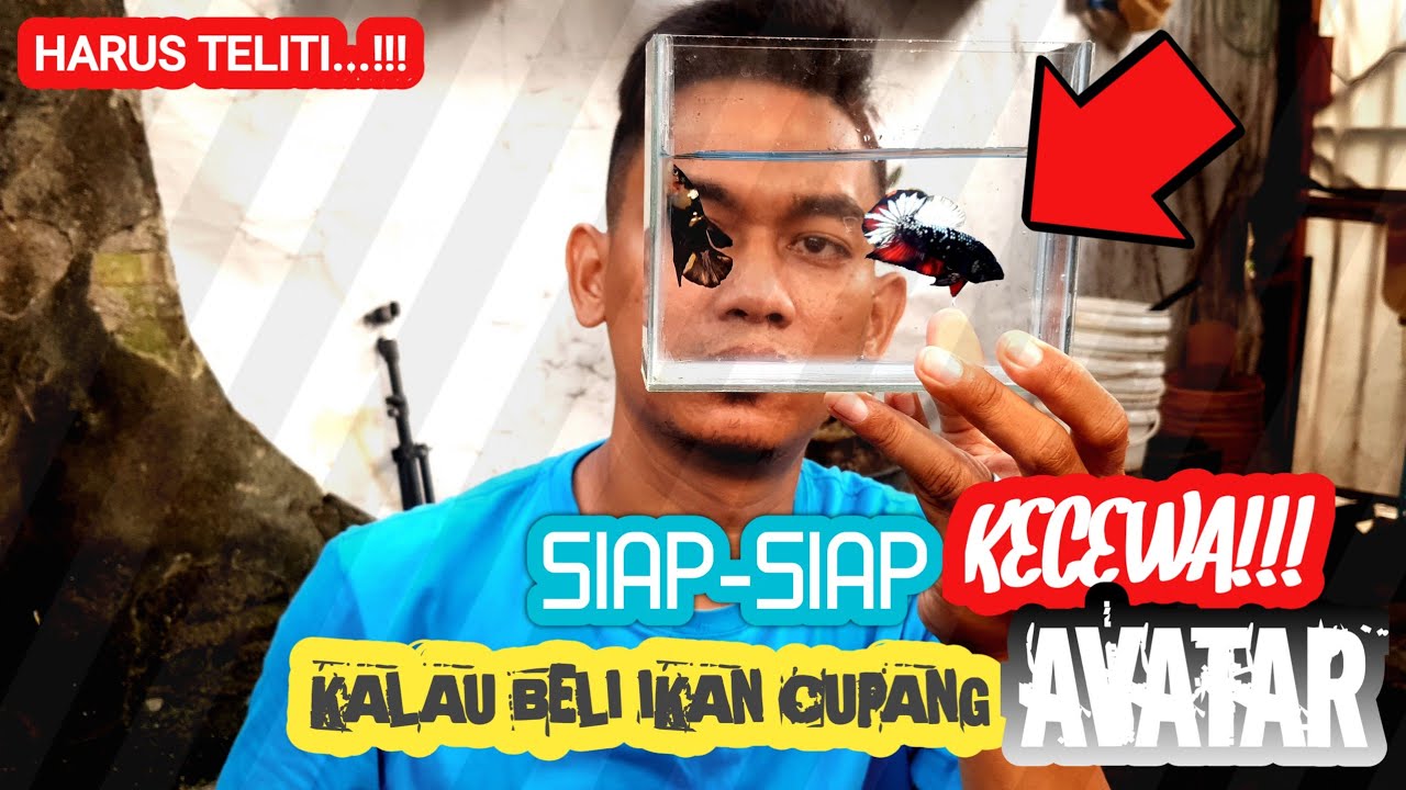 SIAP-SIAP KECEWA KALAU TIDAK TAU CARANYA...!!! MUTASI IKAN CUPANG AVATAR.