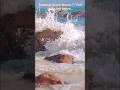 Warning: You May Fall Asleep Instantly 🌊 Calming Ocean Waves