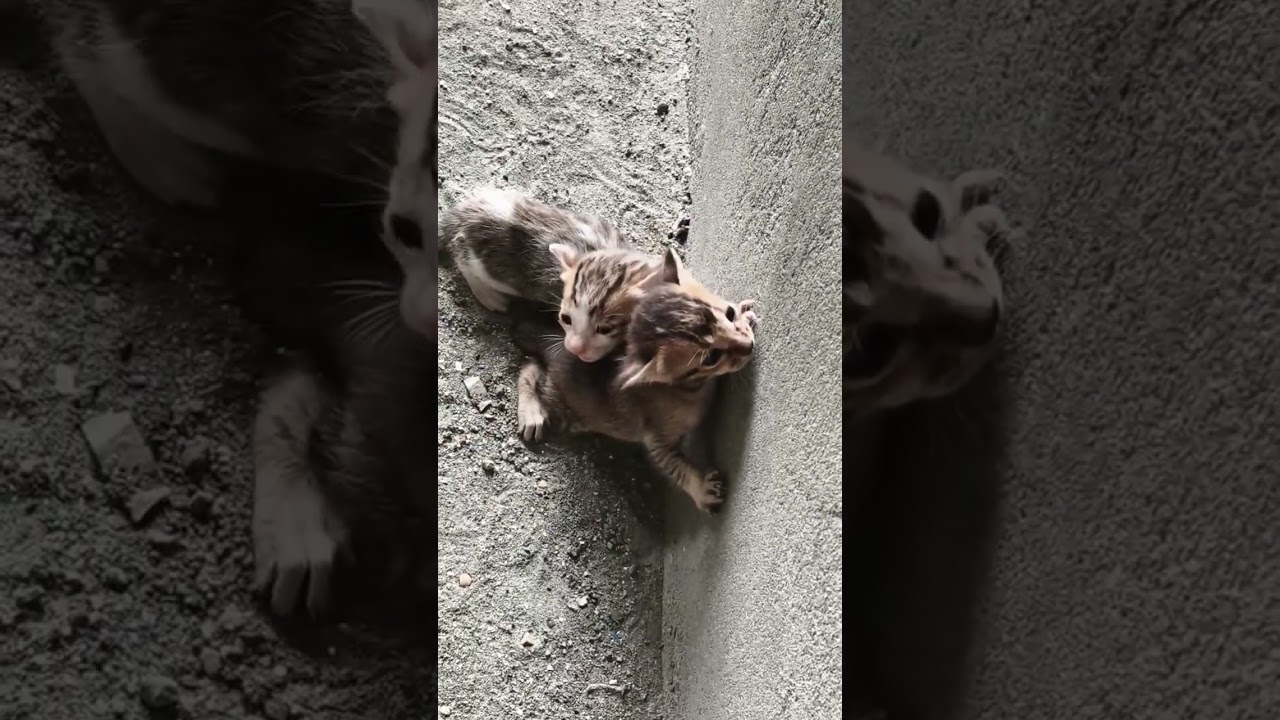 chote chote bilu...#bilu#catlovers #meow