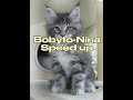 Bobyto Nina Speed Up 