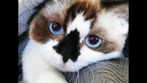 Video 10743681: munchkin cutest cat, adorable munchkin cat, blue munchkin cat, beautiful munchkin, cat beautiful blue eyes