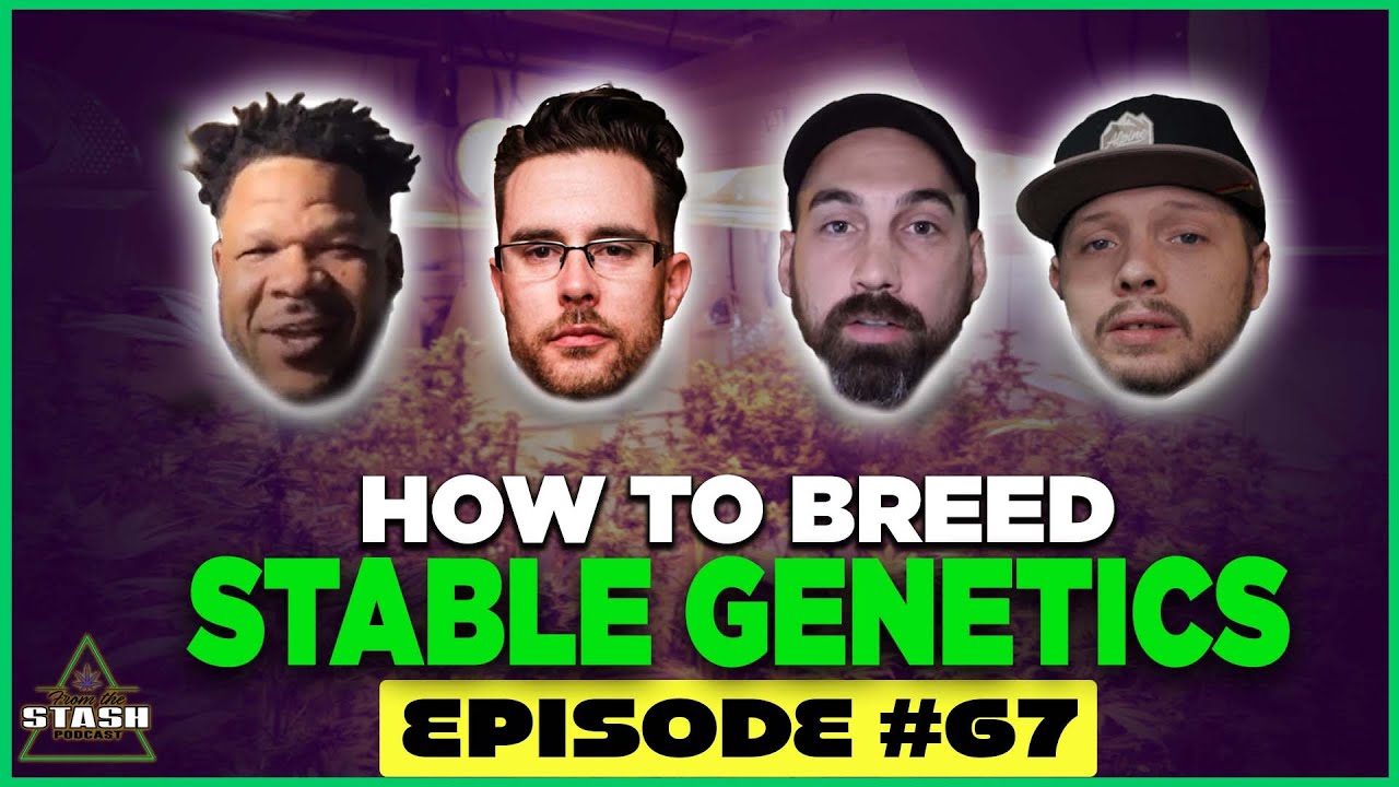 How to Breed Stable wsg. ZaZa From the Stash