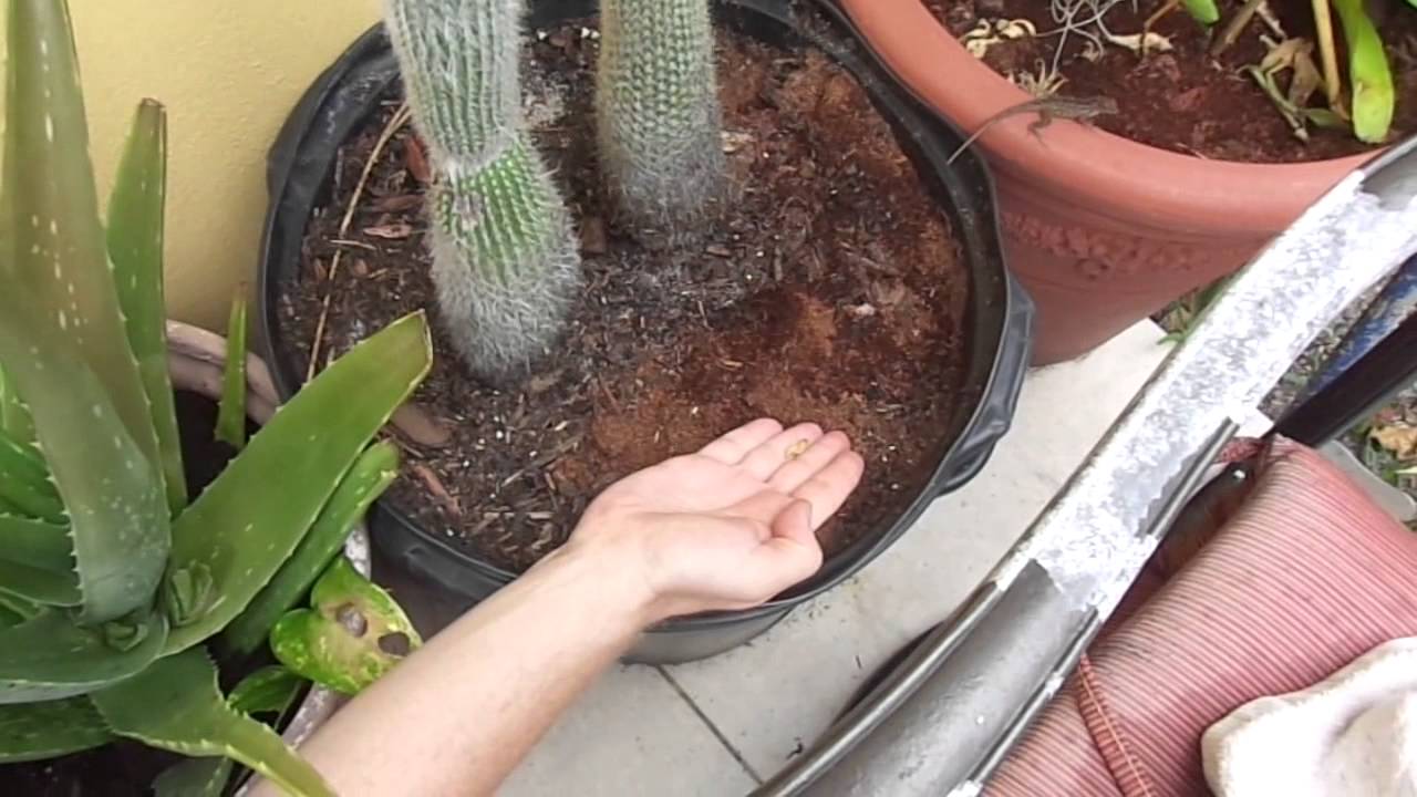 Hand Feeding Wild Anoles In The Backyard YouTube