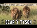 SCAR Y TYSON | POR esto DEBES RESPETAR a los LEONES