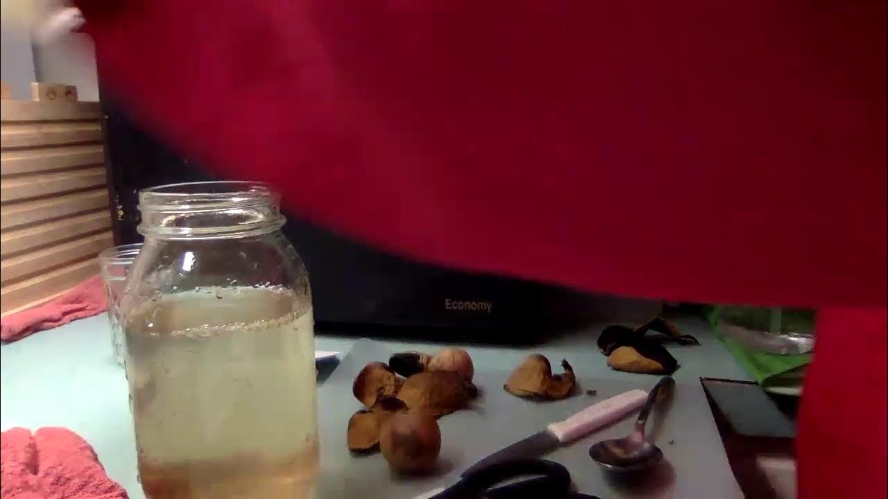 Starting Water Kefir Grains Adventures in Water Kefir Part 1 YouTube