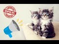 👍МЯУКАНЬЕ КОШЕК И КОТЯТ Приятные звуки для кошек