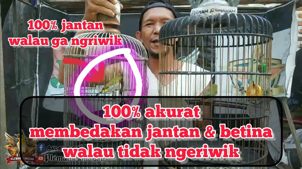 100% akurat cara mudah membedakan kelamin pleci