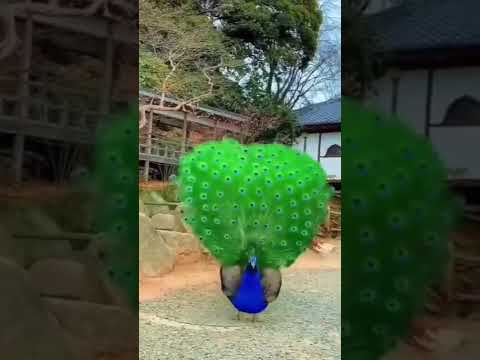 Beautiful Peacock 🦚 Video (480p) #shorts #peacock #cute