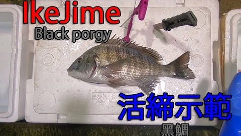IkeJime method:  How to dispatch and bleed a Black porgy (Kurodai)