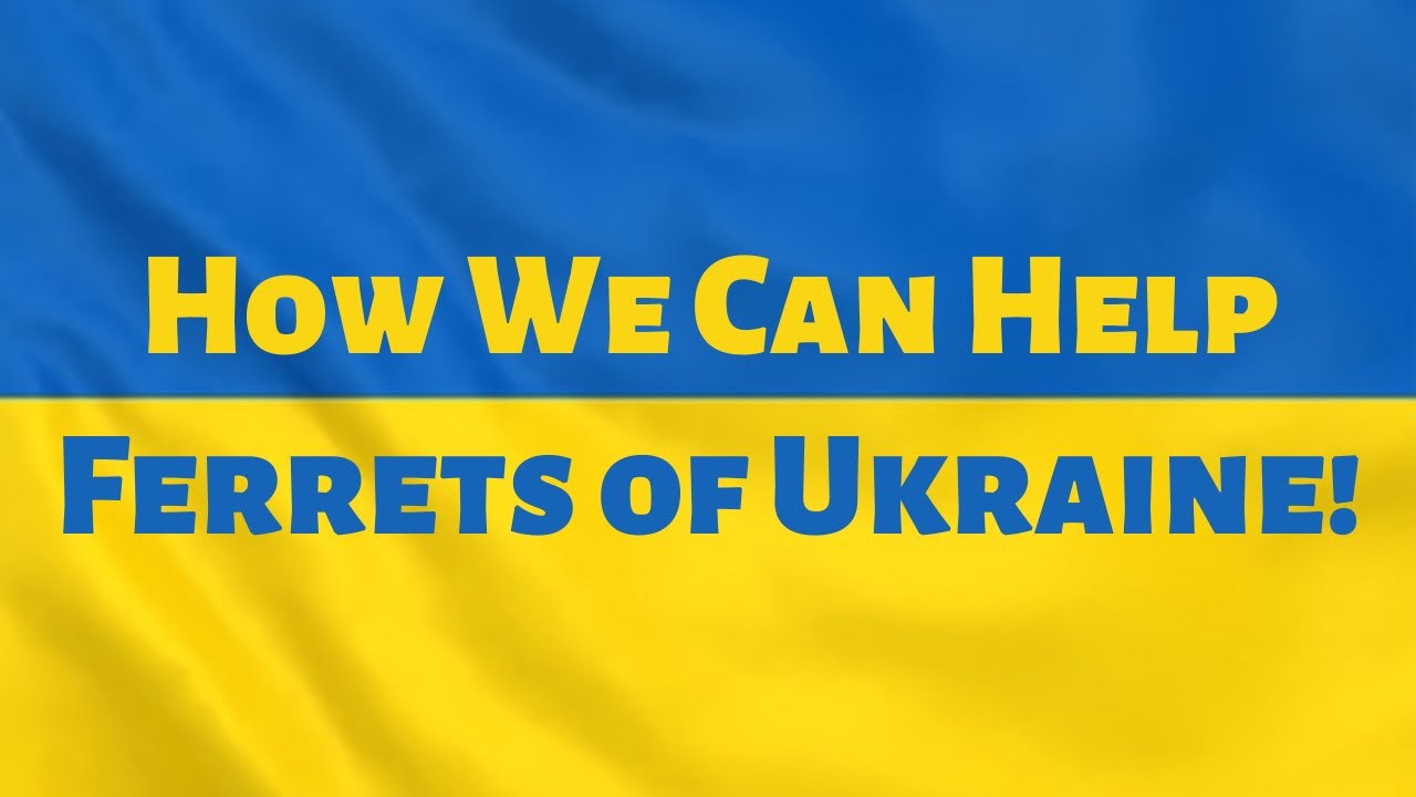 How Rescues Send Aid to FERRETS in UKRAINE and How We Can Help🇺🇦 YouTube