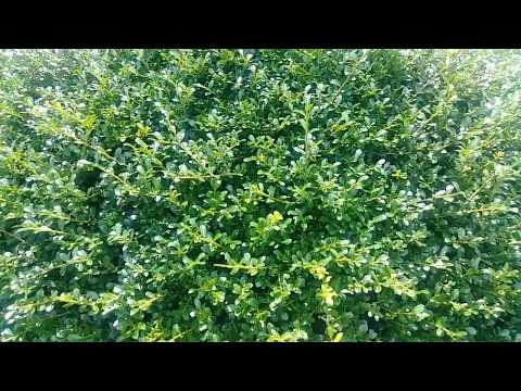 فيديو: زراعة دالياس