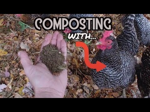 Chicken Composting System |Free Compost In 2 Weeks|