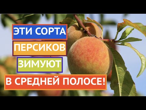 САМЫЕ ПРОВЕРЕННЫЕ СОРТА ПЕРСИКОВ, КОТОРЫЕ ЗИМУЮТ В СРЕДНЕЙ ПОЛОСЕ!