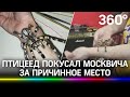 Паук укусил за половой член: москвич пострадал от собственного домашнего паука-птицееда