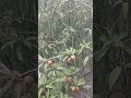 Rainy Day in the Tropical Wetlands#rain #tropicalrain #rainsounds #nature #ambience