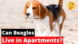 Can Beagles Live in Apartments? Are Beagles Fit to Stay in Apartments? by Little Paws Training 416 views 1 year ago 5 minutes, 54 seconds