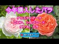 今年購入したバラ