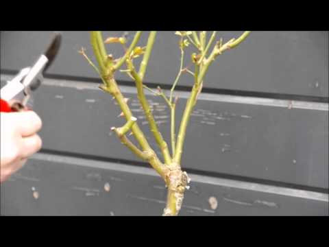 Video: Kweek seepienk blomme - hoe om spaarsame plante te versorg