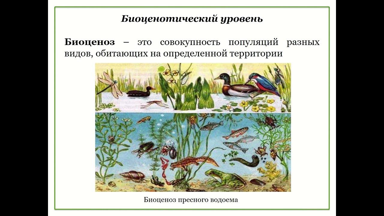 Укажите пример биоценотического уровня организации жизни Биогеоценотический Уровень Организации 78 фото