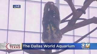 Newly Remodeled Dallas World Aquarium Reopens