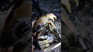 jenis kepiting yang tidak boleh dimakan