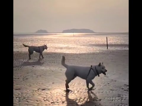 <strong>야생마</strong> 같은 갯벌개 남매 겨울 봄 #Shorts