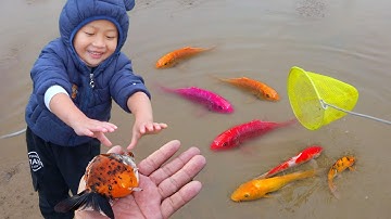 Tìm bắt được nhiều cá vàng ở vũng bùn nước cạn #cávàng #fishing #bắtcávàng #concá #fish #anhtùng