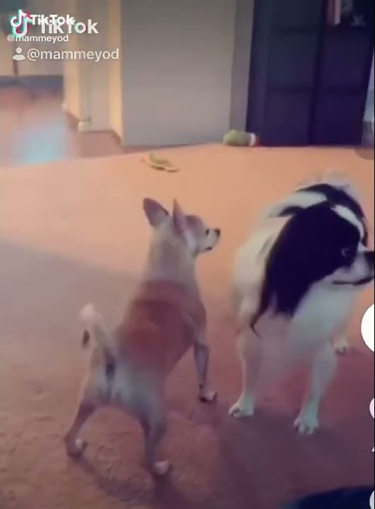 Vidio viral anjing goyang