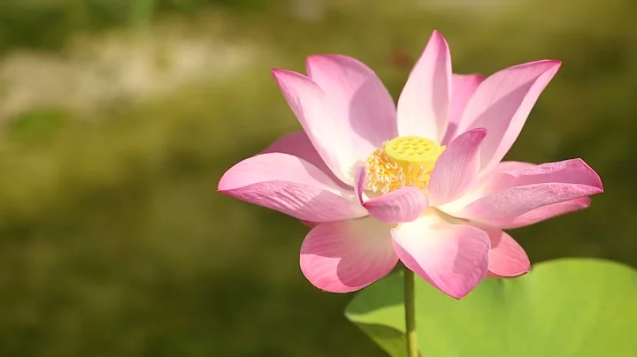 The Path to Happiness (EP 4): Buddhist Way of Dealing with Anger l Buddhism 101