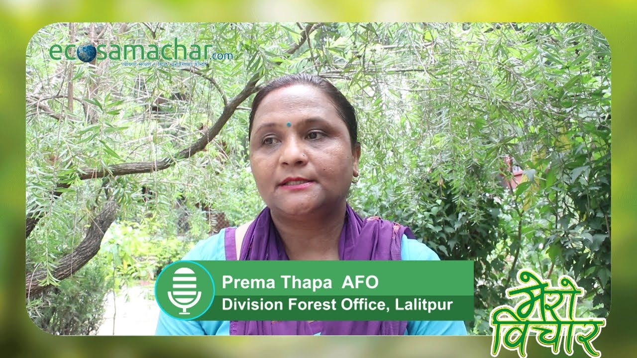 Mero Bichar Prema Thapa Assistant Forest Officer  Division Forest Office  Lalitpur
