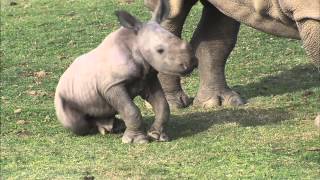 Baby Rhino Takes Charge at the San Diego Zoo Safari Park