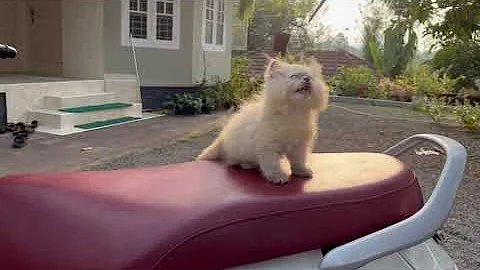 Watch the video about Himalayan female kitten for sale ✅📞9500660671