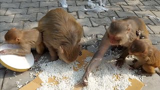 bandaron ki dawat | desi monkey | Indian breed monkeys