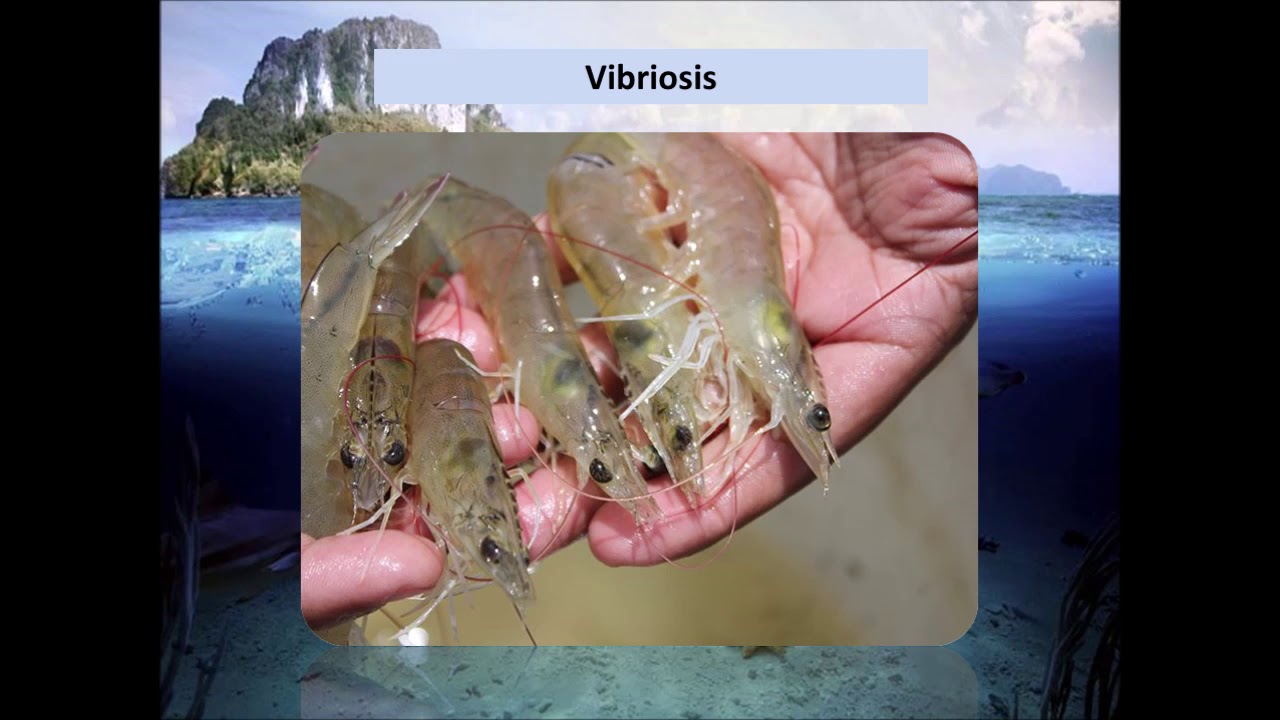 Enfermedades Virales en Camarones de Cultivo YouTube