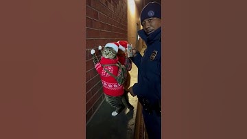 Santa Hat Cat Criminals Busted with Catnip