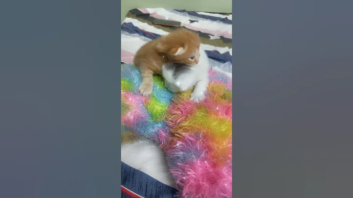 Video 9865721: funny baby cat sound, cute cat baby sound, cute baby cat born