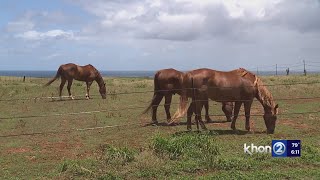 ‘I’m not going to let this go,’ lawmakers push for tougher penalties on agriculture crimes